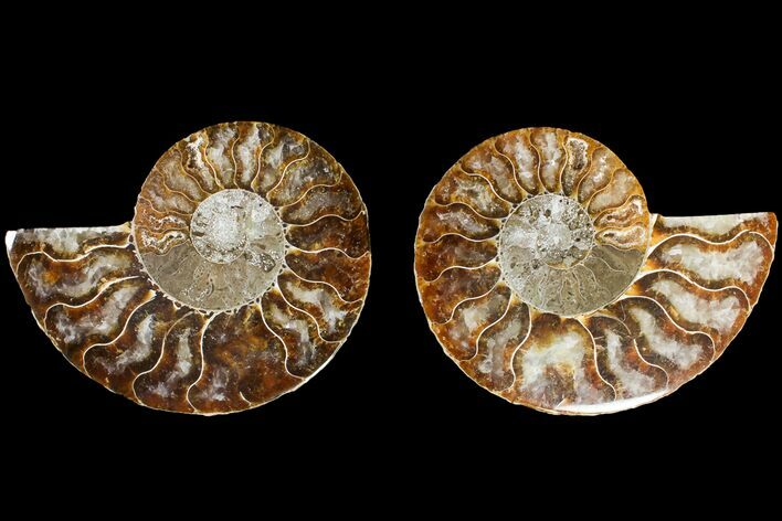 Agate Replaced Ammonite Fossil - Madagascar #145905